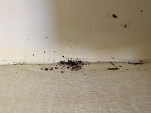 Deratizace štěnic 1