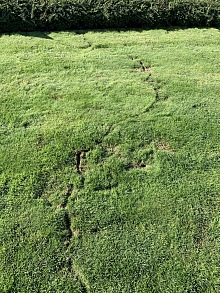 Deratizace Praha východ