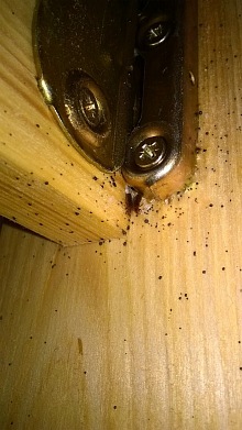 Deratizace štěnic 2