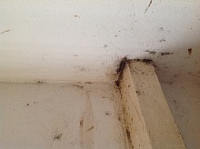 Deratizace štěnic 7